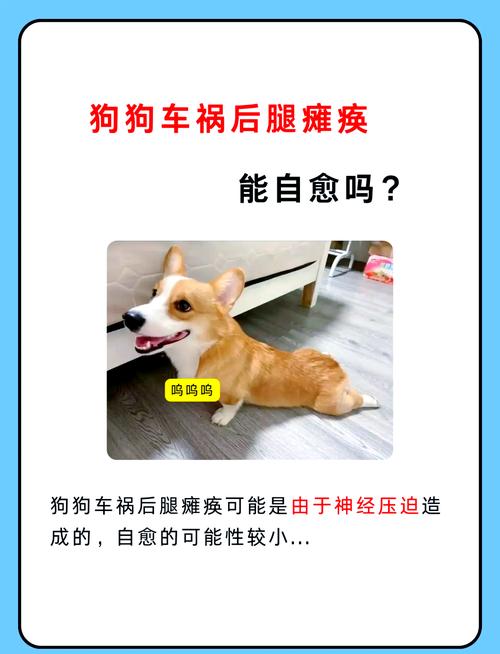 狗狗后腿瘫痪恢复几率,狗狗后腿瘫痪前腿僵硬绷直-第5张图片-后鲨宠物 狗狗后腿瘫痪恢复几率,狗狗后腿瘫痪前腿僵硬绷直-第5张图片-后鲨宠物