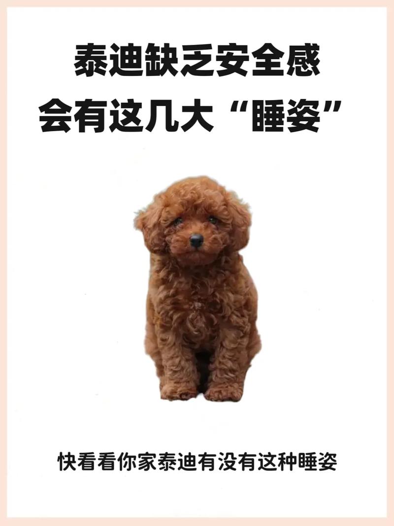 狗狗没有安全感的表现,狗狗没有安全感怎么办-第1张图片-后鲨宠物 狗狗没有安全感的表现,狗狗没有安全感怎么办-第1张图片-后鲨宠物