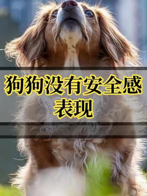 狗狗没有安全感的表现,狗狗没有安全感怎么办-第5张图片-后鲨宠物 狗狗没有安全感的表现,狗狗没有安全感怎么办-第5张图片-后鲨宠物