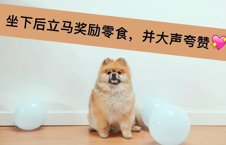 怎么训练狗狗坐下和握手,怎么训练狗狗坐下和握手姿势-第5张图片-后鲨宠物 怎么训练狗狗坐下和握手,怎么训练狗狗坐下和握手姿势-第5张图片-后鲨宠物