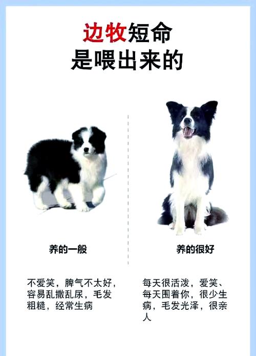 狗狗吃什么助消化,狗狗吃什么助消化排便-第2张图片-后鲨宠物 狗狗吃什么助消化,狗狗吃什么助消化排便-第2张图片-后鲨宠物