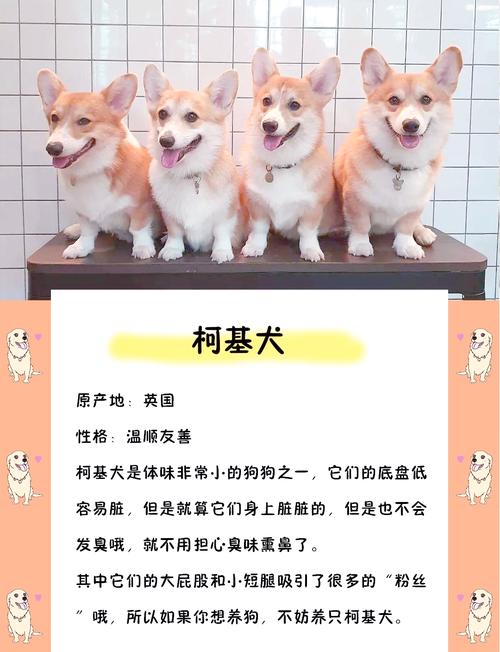 什么狗狗没有体味,什么狗狗没有体味又好养-第3张图片-后鲨宠物 什么狗狗没有体味,什么狗狗没有体味又好养-第3张图片-后鲨宠物