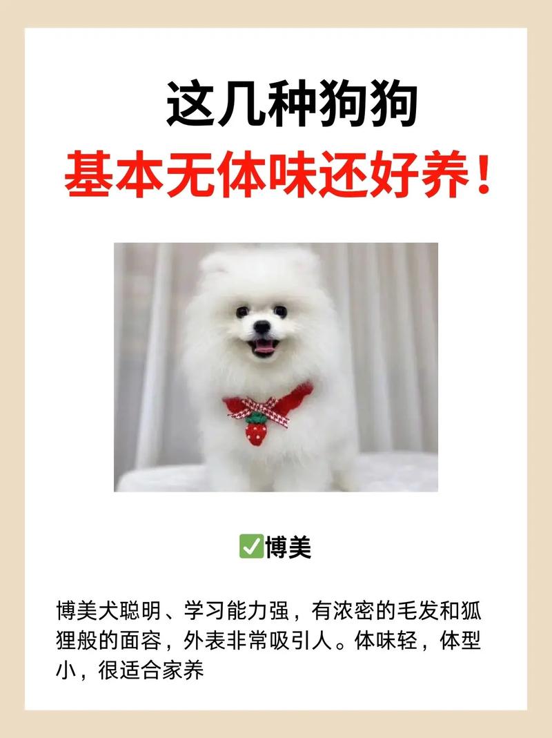 什么狗狗没有体味,什么狗狗没有体味又好养-第4张图片-后鲨宠物 什么狗狗没有体味,什么狗狗没有体味又好养-第4张图片-后鲨宠物