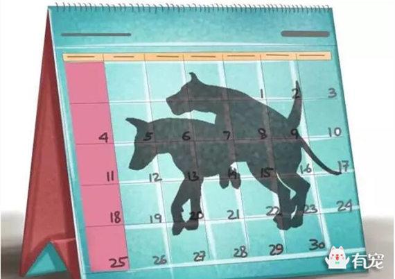 狗狗发情多少天,狗狗发情多少天可以洗?-第5张图片-后鲨宠物 狗狗发情多少天,狗狗发情多少天可以洗?-第5张图片-后鲨宠物