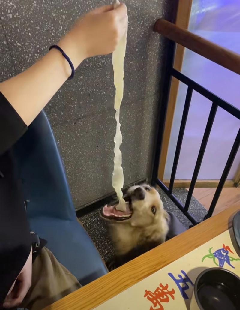 狗狗能吃荞麦面吗,狗狗能吃荞麦面吗为什么?-第5张图片-后鲨宠物 狗狗能吃荞麦面吗,狗狗能吃荞麦面吗为什么?-第5张图片-后鲨宠物