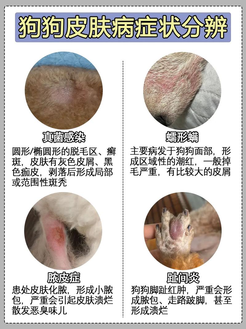 狗狗皮肤病会自愈吗,狗狗皮肤病会自愈吗会传染吗?-第4张图片-后鲨宠物 狗狗皮肤病会自愈吗,狗狗皮肤病会自愈吗会传染吗?-第4张图片-后鲨宠物