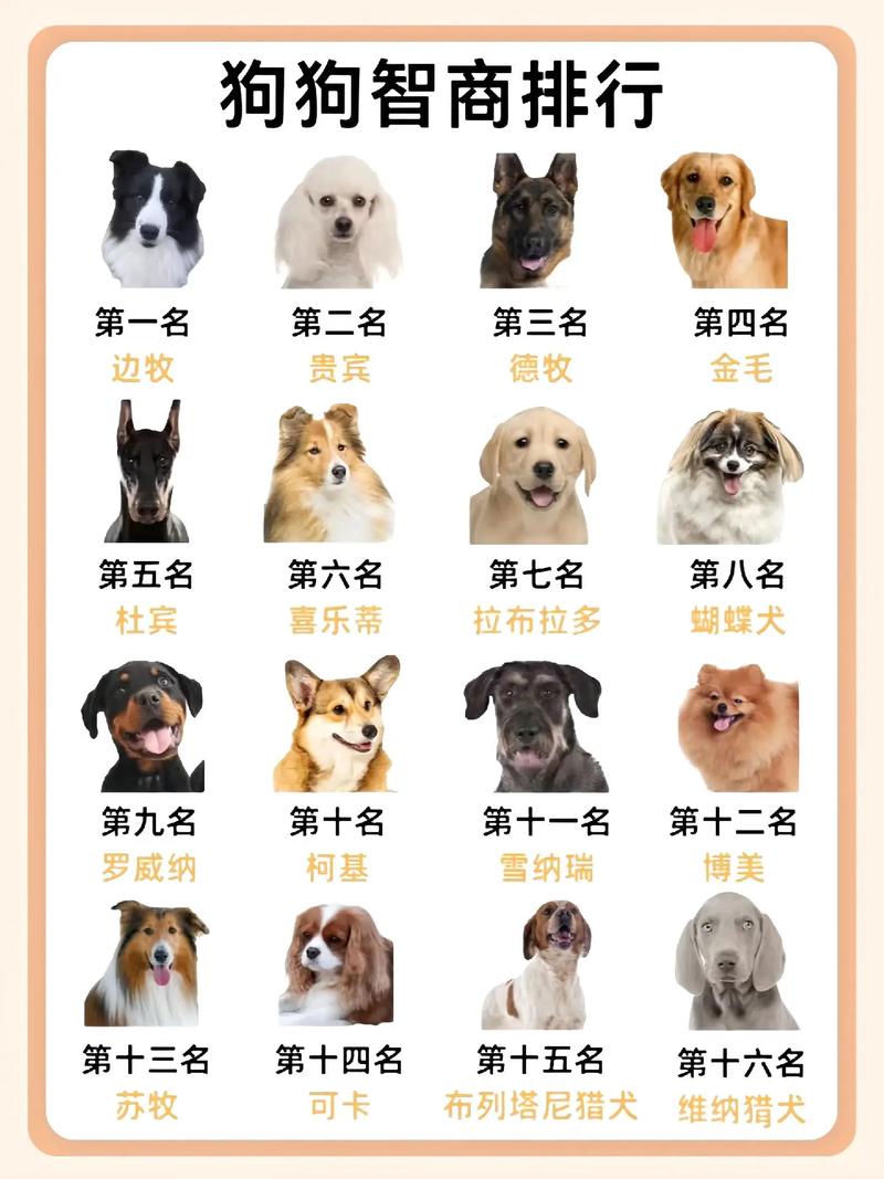  什么品种的狗狗最聪明，什么品种狗狗最聪明排名第一-第5张图片-后鲨宠物