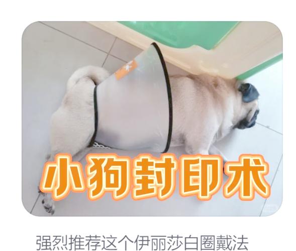 狗狗拆线需要麻醉吗_狗狗手术拆线可以自己拆吗-第2张图片-后鲨宠物 狗狗拆线需要麻醉吗_狗狗手术拆线可以自己拆吗-第2张图片-后鲨宠物