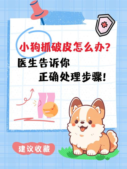 狗狗拆线需要麻醉吗_狗狗手术拆线可以自己拆吗-第3张图片-后鲨宠物 狗狗拆线需要麻醉吗_狗狗手术拆线可以自己拆吗-第3张图片-后鲨宠物