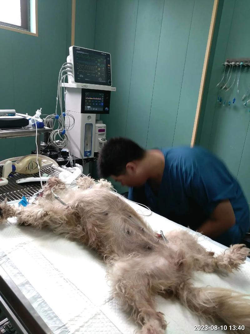 狗狗拆线需要麻醉吗_狗狗手术拆线可以自己拆吗-第4张图片-后鲨宠物 狗狗拆线需要麻醉吗_狗狗手术拆线可以自己拆吗-第4张图片-后鲨宠物