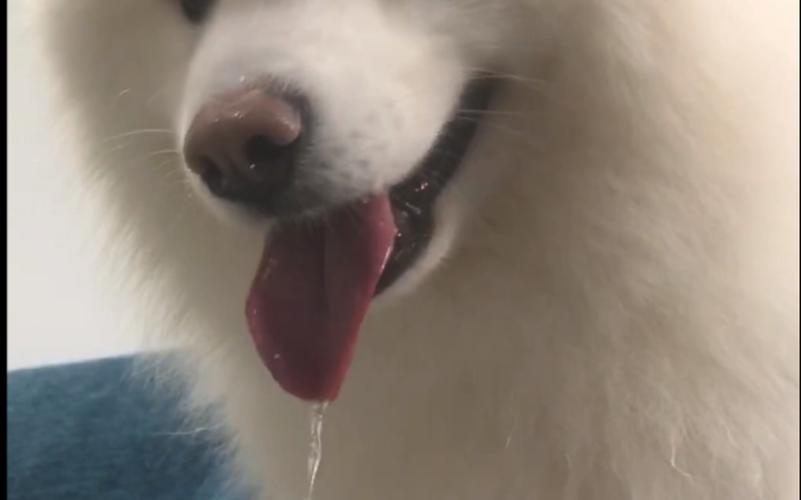 狗狗的口水有什么作用,狗狗的口水对人体有害吗-第1张图片-后鲨宠物 狗狗的口水有什么作用,狗狗的口水对人体有害吗-第1张图片-后鲨宠物