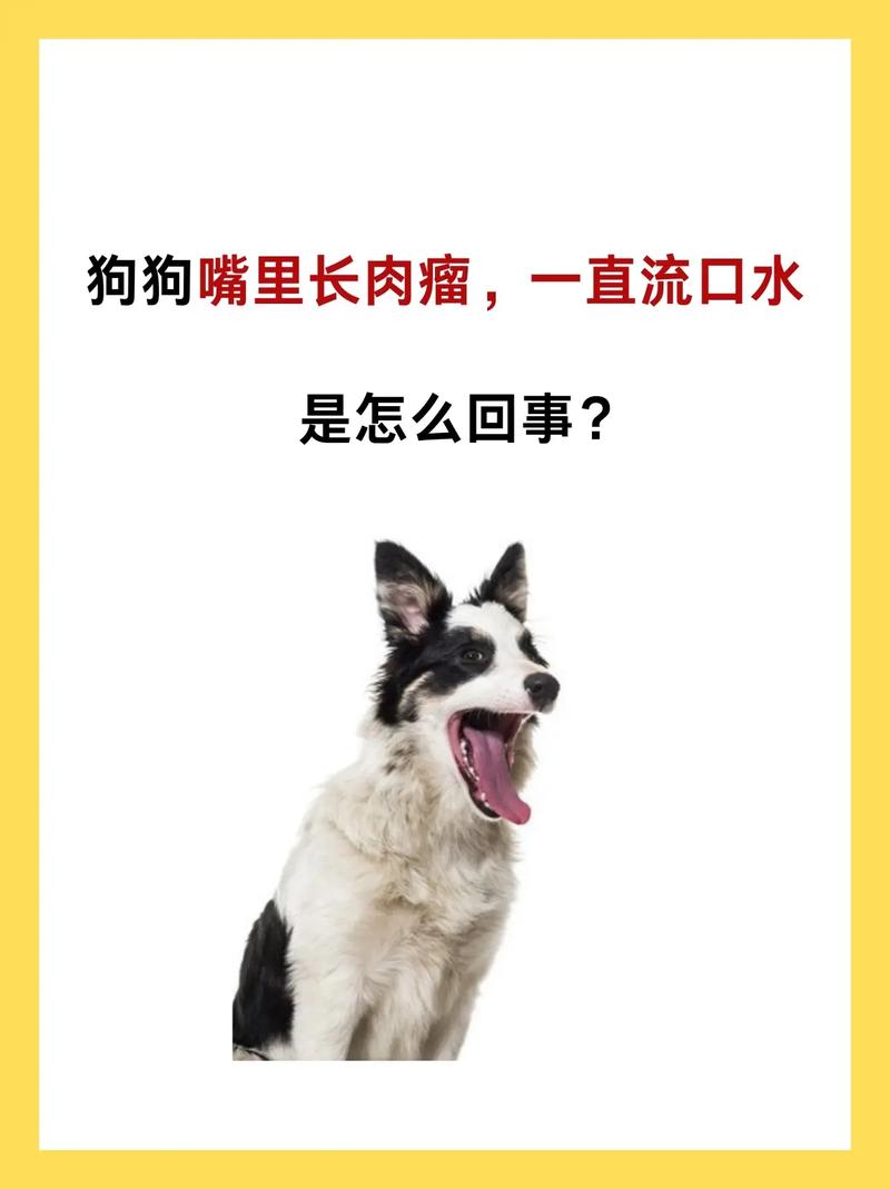 狗狗的口水有什么作用,狗狗的口水对人体有害吗-第2张图片-后鲨宠物 狗狗的口水有什么作用,狗狗的口水对人体有害吗-第2张图片-后鲨宠物