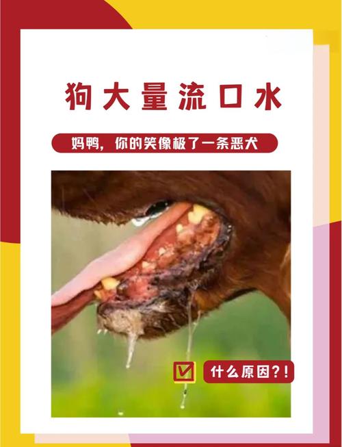 狗狗的口水有什么作用,狗狗的口水对人体有害吗-第5张图片-后鲨宠物 狗狗的口水有什么作用,狗狗的口水对人体有害吗-第5张图片-后鲨宠物