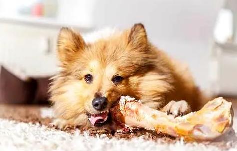 怀孕狗狗能吃鸡骨头吗,怀孕期间的狗狗能吃鸡骨头吗?-第1张图片-后鲨宠物 怀孕狗狗能吃鸡骨头吗,怀孕期间的狗狗能吃鸡骨头吗?-第1张图片-后鲨宠物