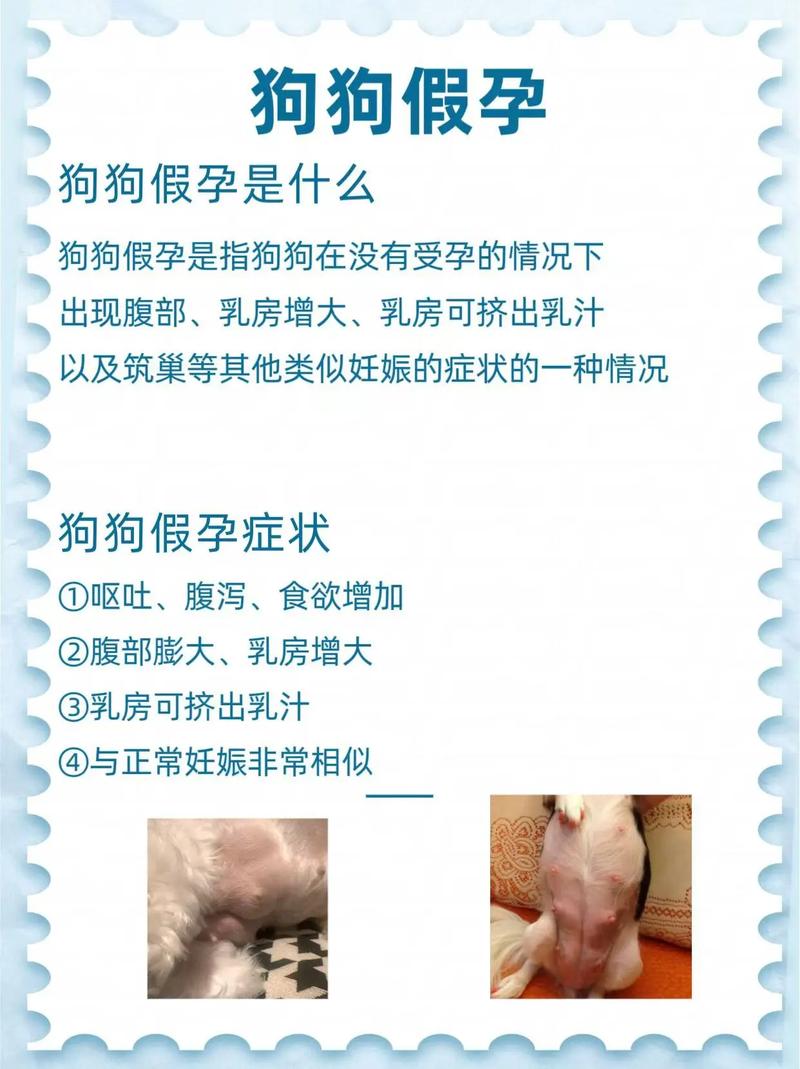 怀孕狗狗能吃鸡骨头吗,怀孕期间的狗狗能吃鸡骨头吗?-第4张图片-后鲨宠物 怀孕狗狗能吃鸡骨头吗,怀孕期间的狗狗能吃鸡骨头吗?-第4张图片-后鲨宠物