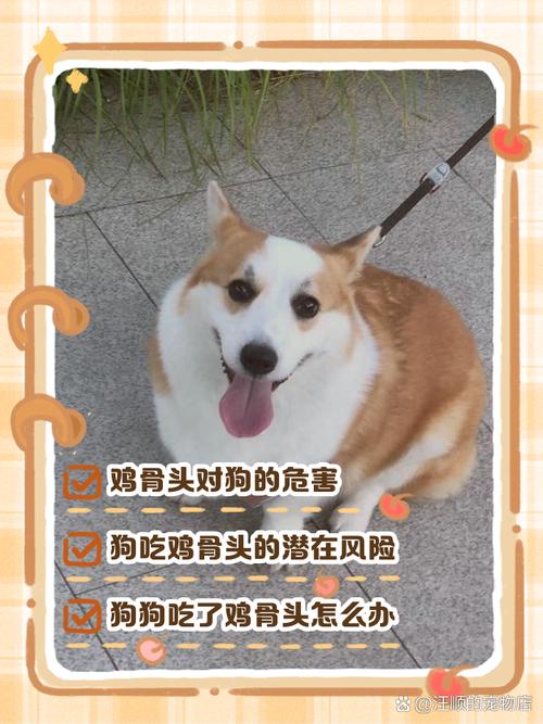 怀孕狗狗能吃鸡骨头吗,怀孕期间的狗狗能吃鸡骨头吗?-第6张图片-后鲨宠物 怀孕狗狗能吃鸡骨头吗,怀孕期间的狗狗能吃鸡骨头吗?-第6张图片-后鲨宠物