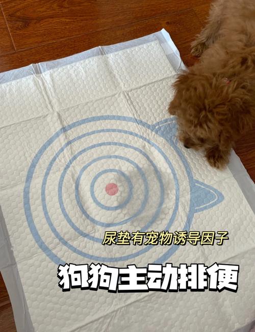 狗狗尿垫多久换一次,狗狗尿垫多久换一次?-第2张图片-后鲨宠物 狗狗尿垫多久换一次,狗狗尿垫多久换一次?-第2张图片-后鲨宠物