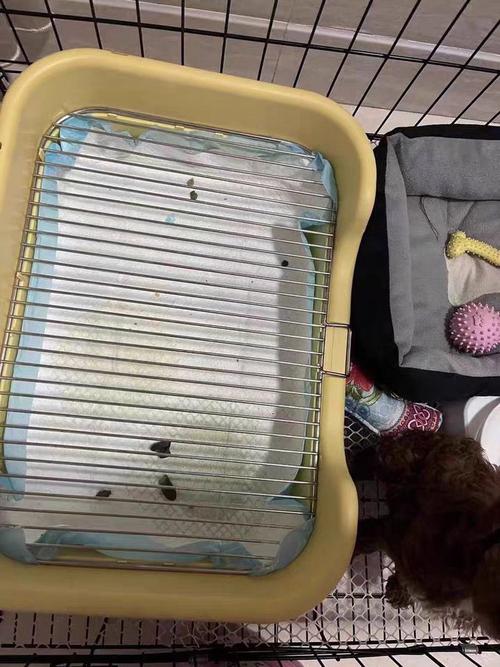 狗狗尿垫多久换一次,狗狗尿垫多久换一次?-第3张图片-后鲨宠物 狗狗尿垫多久换一次,狗狗尿垫多久换一次?-第3张图片-后鲨宠物