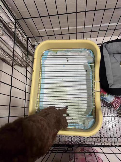 狗狗尿垫多久换一次,狗狗尿垫多久换一次?-第5张图片-后鲨宠物 狗狗尿垫多久换一次,狗狗尿垫多久换一次?-第5张图片-后鲨宠物