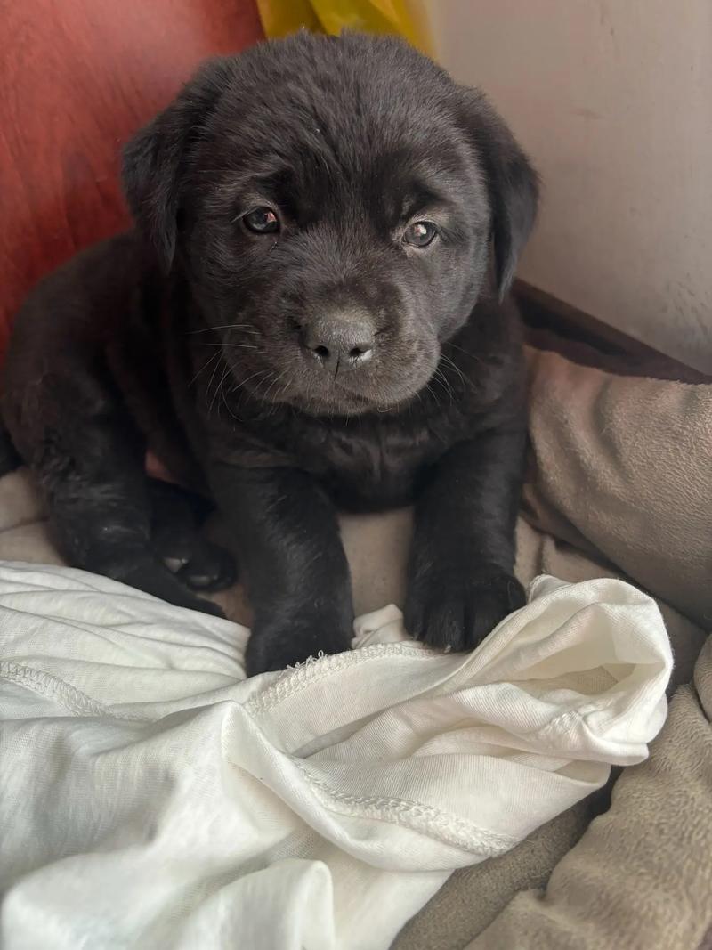 黑狗狗的名字大全_黑狗狗名字大全 洋气点的旺家旺主人-第1张图片-后鲨宠物 黑狗狗的名字大全_黑狗狗名字大全 洋气点的旺家旺主人-第1张图片-后鲨宠物