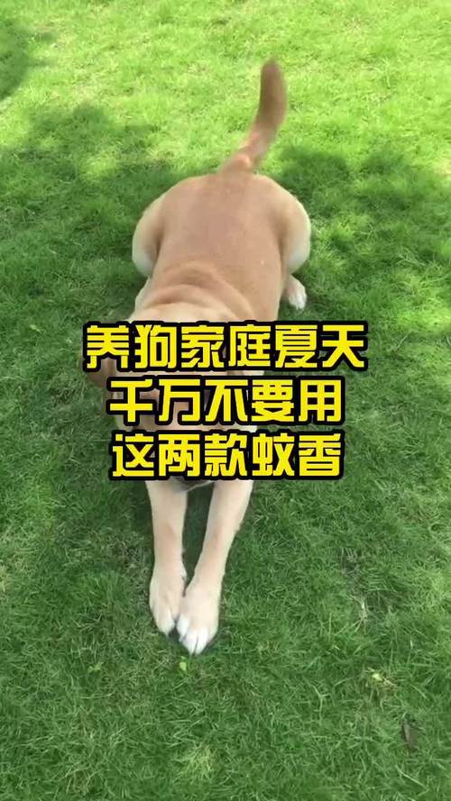 狗狗可以点蚊香睡觉吗_可以给狗点蚊香液吗-第3张图片-后鲨宠物 狗狗可以点蚊香睡觉吗_可以给狗点蚊香液吗-第3张图片-后鲨宠物