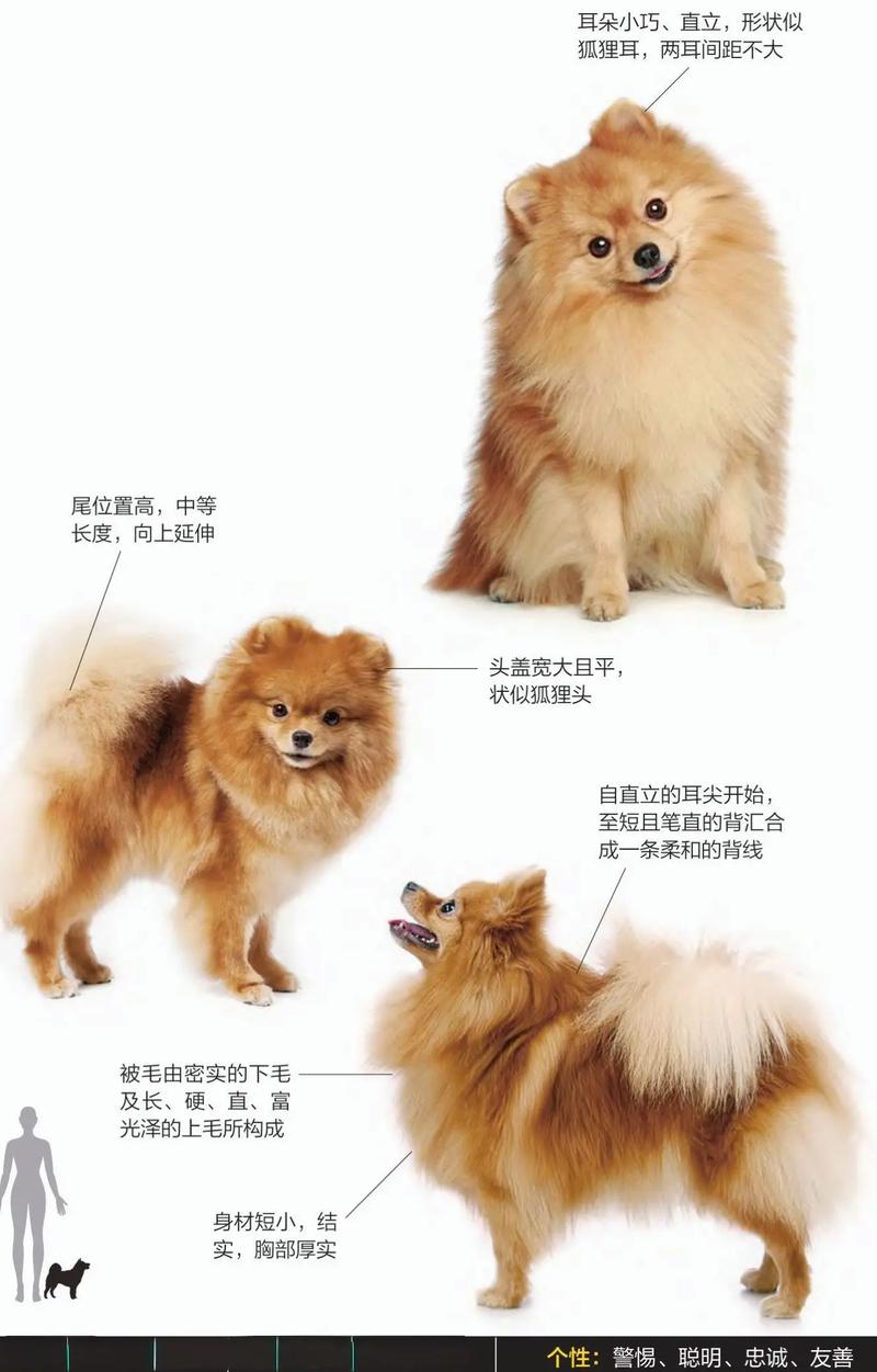  博美狗狗名字大全，白色博美狗狗名字大全-第3张图片-后鲨宠物