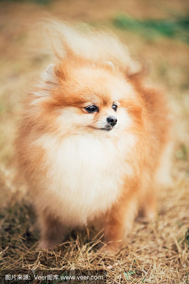  博美狗狗名字大全，白色博美狗狗名字大全-第5张图片-后鲨宠物