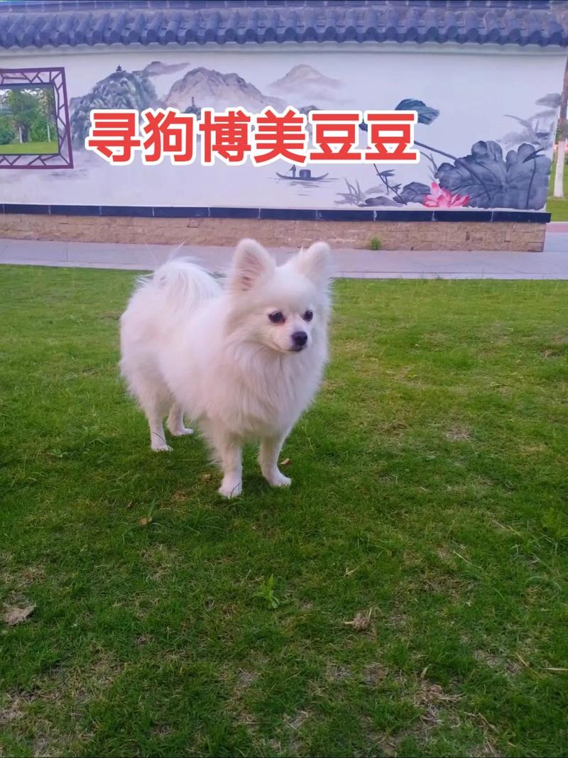  博美狗狗名字大全，白色博美狗狗名字大全-第6张图片-后鲨宠物