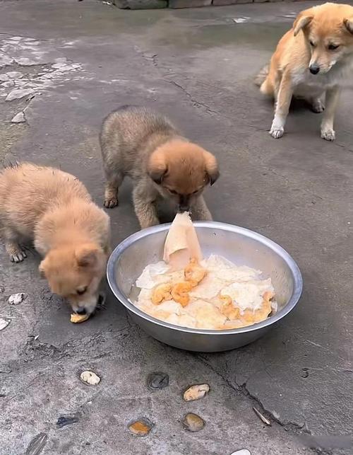  狗狗吃馒头的危害，狗狗吃馒头会发胖吗-第3张图片-后鲨宠物