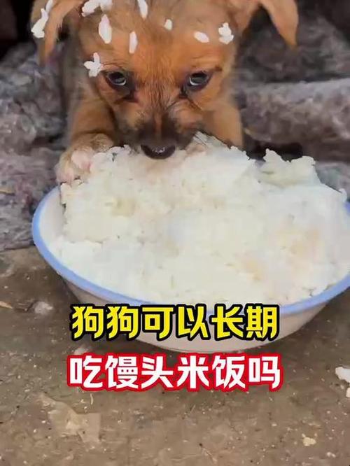  狗狗吃馒头的危害，狗狗吃馒头会发胖吗-第5张图片-后鲨宠物