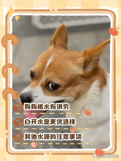 狗狗能喝热水吗,狗可以喝热水嘛?-第1张图片-后鲨宠物 狗狗能喝热水吗,狗可以喝热水嘛?-第1张图片-后鲨宠物