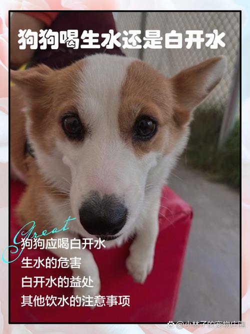 狗狗能喝热水吗,狗可以喝热水嘛?-第5张图片-后鲨宠物 狗狗能喝热水吗,狗可以喝热水嘛?-第5张图片-后鲨宠物