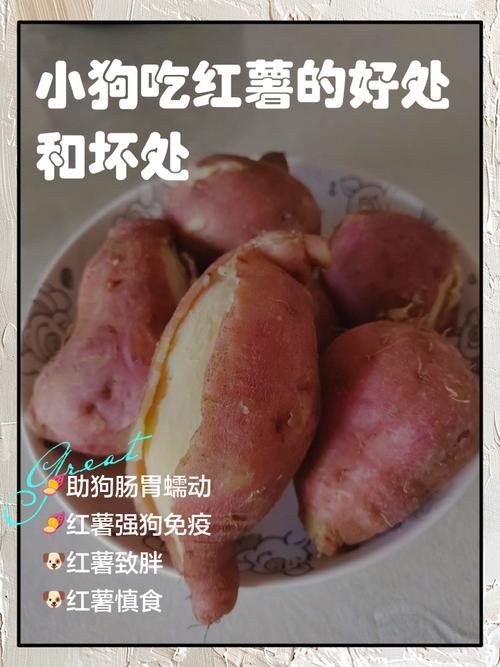 狗狗能吃红薯吗,狗狗能吃红薯吗有什么好处吗?-第5张图片-后鲨宠物 狗狗能吃红薯吗,狗狗能吃红薯吗有什么好处吗?-第5张图片-后鲨宠物