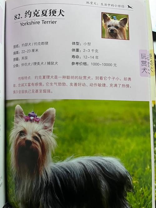 有创意的狗狗名字,有创意的狗狗名字两个字-第3张图片-后鲨宠物 有创意的狗狗名字,有创意的狗狗名字两个字-第3张图片-后鲨宠物