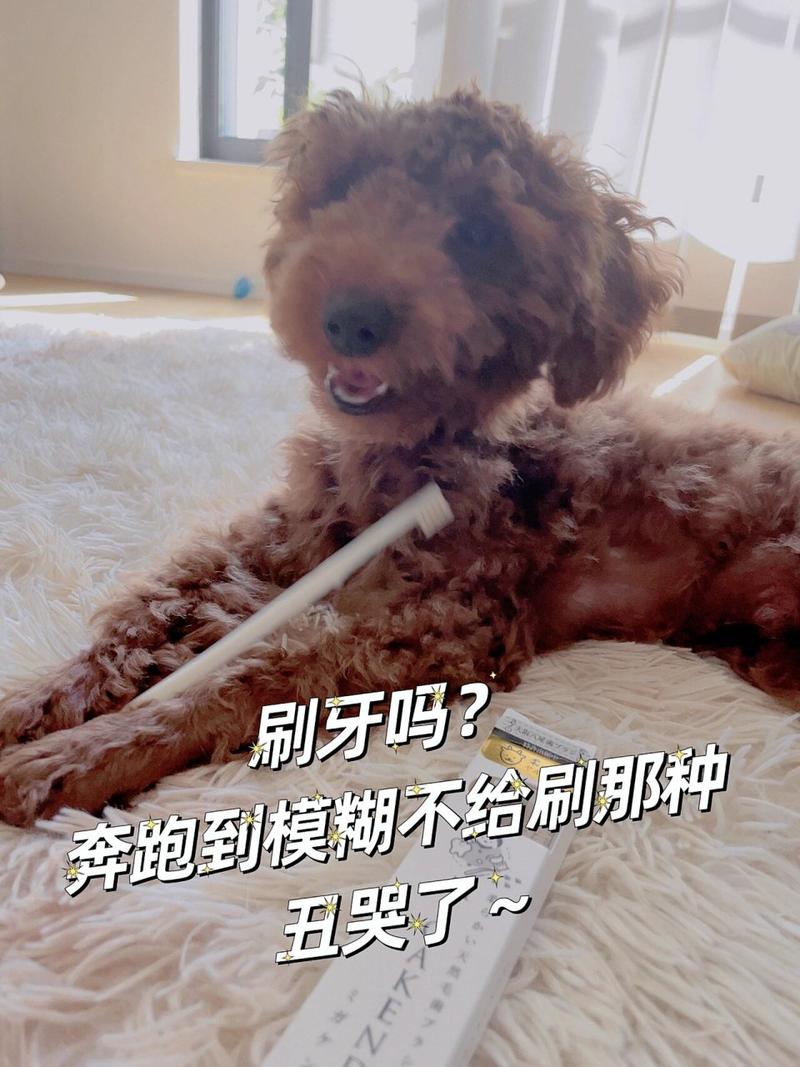 狗狗多大可以刷牙,狗狗多大可以给它刷牙?-第5张图片-后鲨宠物 狗狗多大可以刷牙,狗狗多大可以给它刷牙?-第5张图片-后鲨宠物