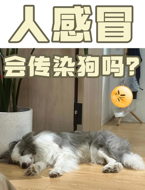 感冒会传染给狗狗吗,感冒会传染给狗狗么-第4张图片-后鲨宠物 感冒会传染给狗狗吗,感冒会传染给狗狗么-第4张图片-后鲨宠物