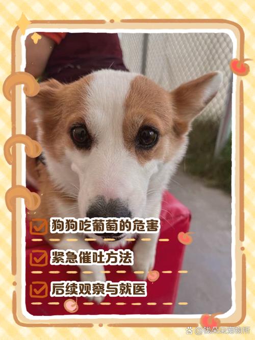 哪些水果狗狗不能吃_狗狗什么水果不能吃?-第2张图片-后鲨宠物 哪些水果狗狗不能吃_狗狗什么水果不能吃?-第2张图片-后鲨宠物