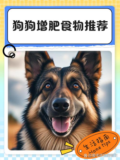 狗狗吃什么增肥_狗狗吃什么增肥发腮-第5张图片-后鲨宠物 狗狗吃什么增肥_狗狗吃什么增肥发腮-第5张图片-后鲨宠物