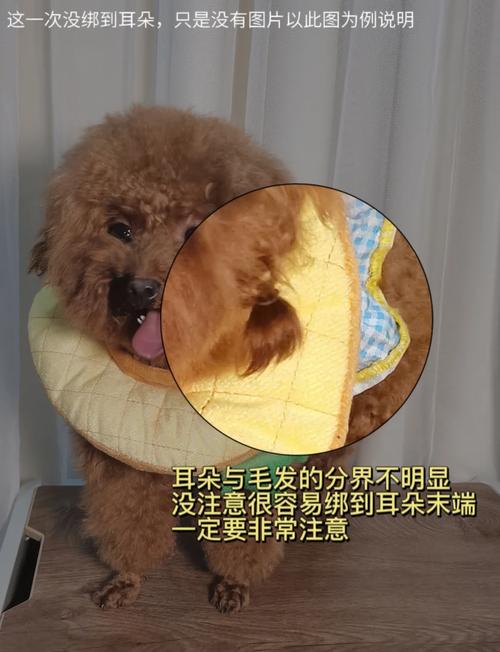 泰迪狗狗毛打结怎么办,泰迪狗毛打结成硬疙瘩怎么处理?-第1张图片-后鲨宠物 泰迪狗狗毛打结怎么办,泰迪狗毛打结成硬疙瘩怎么处理?-第1张图片-后鲨宠物