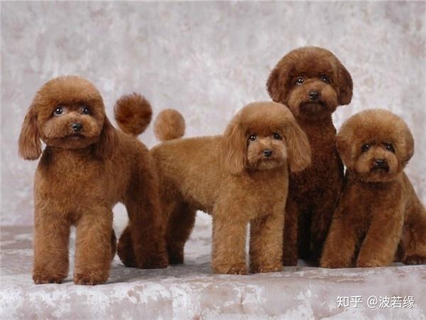 泰迪狗狗毛打结怎么办,泰迪狗毛打结成硬疙瘩怎么处理?-第2张图片-后鲨宠物 泰迪狗狗毛打结怎么办,泰迪狗毛打结成硬疙瘩怎么处理?-第2张图片-后鲨宠物