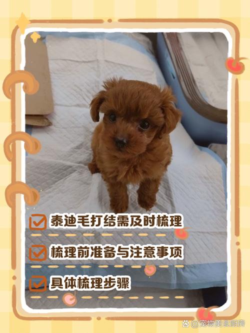 泰迪狗狗毛打结怎么办,泰迪狗毛打结成硬疙瘩怎么处理?-第4张图片-后鲨宠物 泰迪狗狗毛打结怎么办,泰迪狗毛打结成硬疙瘩怎么处理?-第4张图片-后鲨宠物