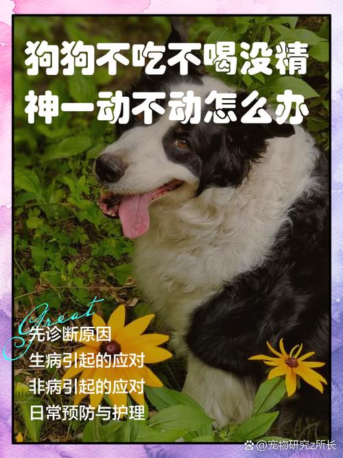 狗狗不吃不喝没精神怎么办,狗狗不吃不喝没精神怎么办吃什么药-第1张图片-后鲨宠物 狗狗不吃不喝没精神怎么办,狗狗不吃不喝没精神怎么办吃什么药-第1张图片-后鲨宠物