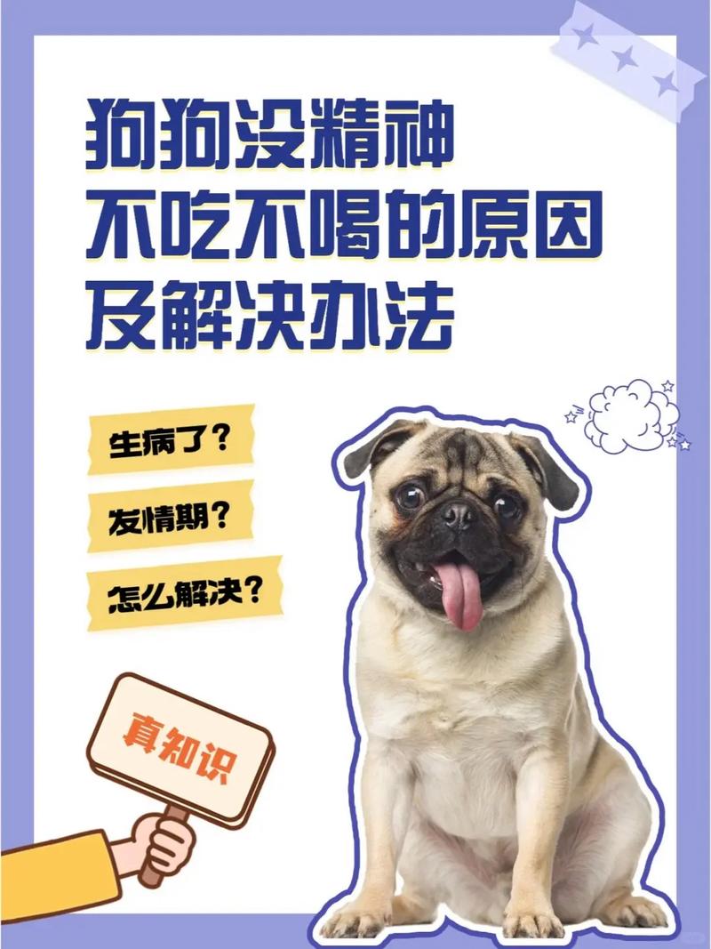 狗狗不吃不喝没精神怎么办,狗狗不吃不喝没精神怎么办吃什么药-第2张图片-后鲨宠物 狗狗不吃不喝没精神怎么办,狗狗不吃不喝没精神怎么办吃什么药-第2张图片-后鲨宠物