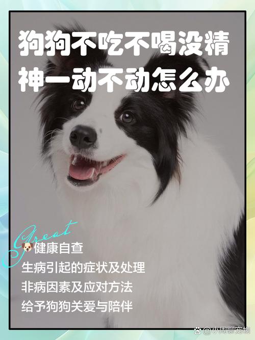 狗狗不吃不喝没精神怎么办,狗狗不吃不喝没精神怎么办吃什么药-第5张图片-后鲨宠物 狗狗不吃不喝没精神怎么办,狗狗不吃不喝没精神怎么办吃什么药-第5张图片-后鲨宠物