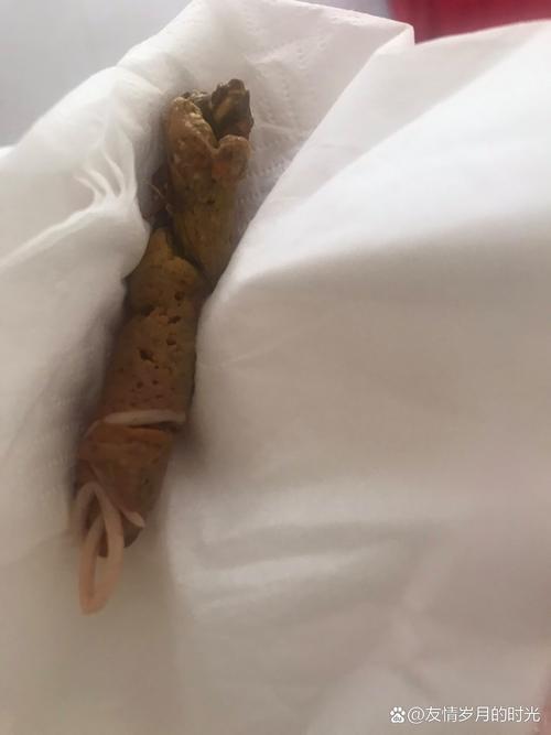 狗狗拉蛔虫怎么办_狗拉出蛔虫说明感染多久了-第3张图片-后鲨宠物 狗狗拉蛔虫怎么办_狗拉出蛔虫说明感染多久了-第3张图片-后鲨宠物