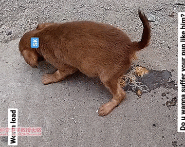 狗狗拉蛔虫怎么办_狗拉出蛔虫说明感染多久了-第5张图片-后鲨宠物 狗狗拉蛔虫怎么办_狗拉出蛔虫说明感染多久了-第5张图片-后鲨宠物