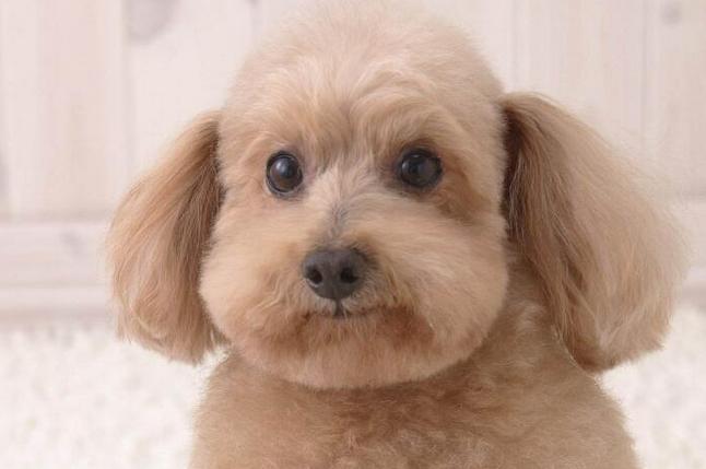 狗狗可以吃土豆嘛_狗狗可以吃土豆嘛会中毒吗-第5张图片-后鲨宠物 狗狗可以吃土豆嘛_狗狗可以吃土豆嘛会中毒吗-第5张图片-后鲨宠物