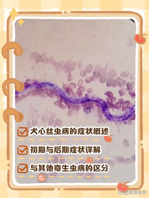 狗狗得心丝虫的几率,狗狗得心丝虫的几率是多少-第1张图片-后鲨宠物 狗狗得心丝虫的几率,狗狗得心丝虫的几率是多少-第1张图片-后鲨宠物