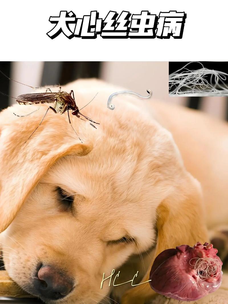 狗狗得心丝虫的几率,狗狗得心丝虫的几率是多少-第4张图片-后鲨宠物 狗狗得心丝虫的几率,狗狗得心丝虫的几率是多少-第4张图片-后鲨宠物