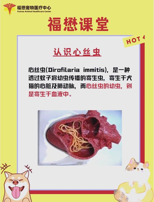 狗狗得心丝虫的几率,狗狗得心丝虫的几率是多少-第5张图片-后鲨宠物 狗狗得心丝虫的几率,狗狗得心丝虫的几率是多少-第5张图片-后鲨宠物